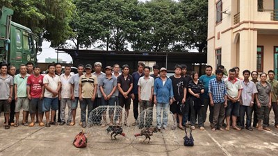Gia Lai: Bắt giữ 31 đối tượng tham gia đá gà