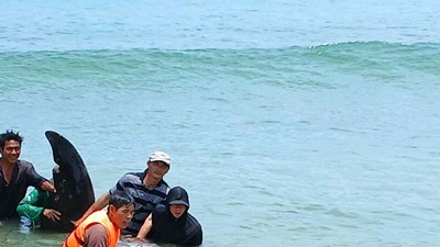 Cá voi mắc cạn rồi chết, được ngư dân Gia Lai an táng theo phong tục