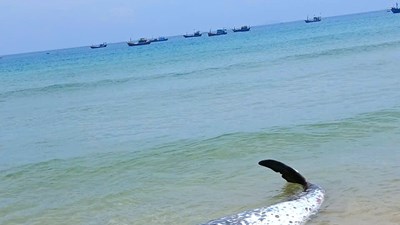 Cá voi mắc cạn rồi chết ở vùng biển Gia Lai là cá voi mõm khoằm Cuvier
