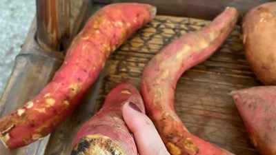 5 loại thực phẩm ngon bổ này sẽ hóa “thuốc độc” khi bị mốc, loại đầu tiên đang được bán với số lượng lớn: Nếu nhà bạn có, vứt bỏ ngay đi!