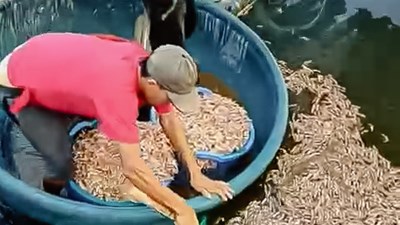 Quảng Trị: Khi sinh kế bị đánh úp trong đêm