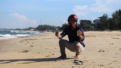 Cá chết hàng loạt dạt vào bờ biển