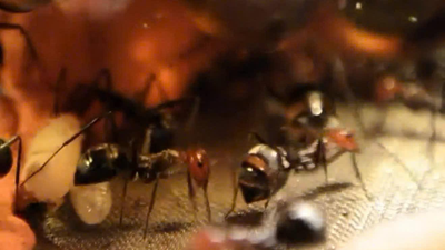 Độc lạ đam mê “chăn kiến“