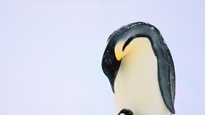 Chim cánh cụt hoàng đế đối mặt nguy cơ tuyệt chủng