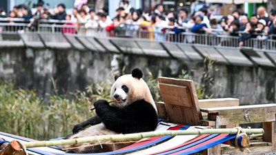 Gấu trúc trong dòng chảy 5.000 năm văn hóa Trung Hoa