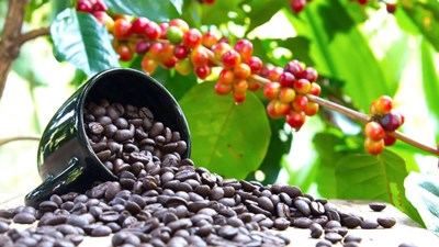 Giá cà phê hôm nay 29.11: Phục hồi nhẹ, thị trường dần ổn định trở lại