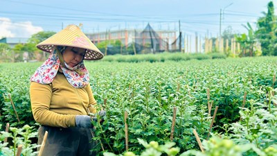 Thủ phủ hoa cúc miền Trung: Hoa chưa nở đã bán gần hết, giá Tết tăng mạnh