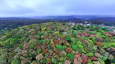 Quảng Ngãi trước cơ hội khai mở “giá trị xanh” từ rừng