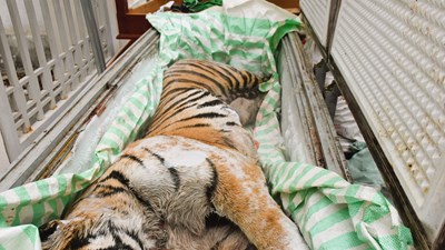 Triệt phá đường dây nấu cao hổ giá gần 2 tỉ ở Thanh Hóa