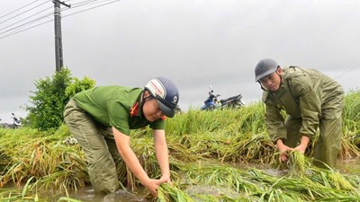 Giữa mưa lũ, Công an Thanh Hóa xuống đồng gặt lúa giúp dân