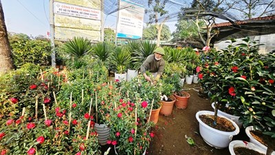 Làng hoa, cây cảnh Nghệ An tất bật, hối hả vào vụ Tết