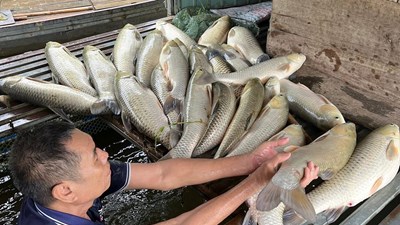 Cá nuôi lồng bè trên sông Lam chết hàng loạt, người dân thiệt hại lớn