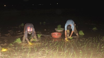 Tránh nắng nóng, nông dân Nghệ An chong đèn cấy lúa trong đêm