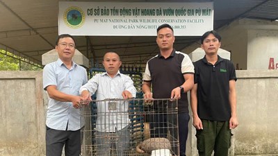 Phát hiện tê tê quý hiếm giữa đường trong khi tuần tra