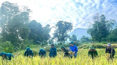 Tuổi trẻ tiếp sức giúp dân trong mùa thu hoạch lúa
