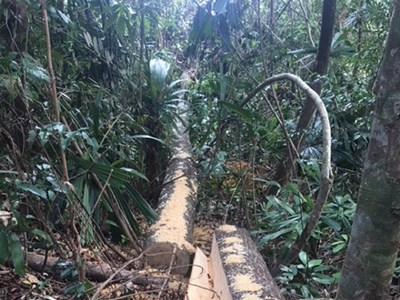 Cách chức Đội trưởng và kiểm điểm 7 cán bộ liên quan đến phá rừng phòng hộ A Lưới