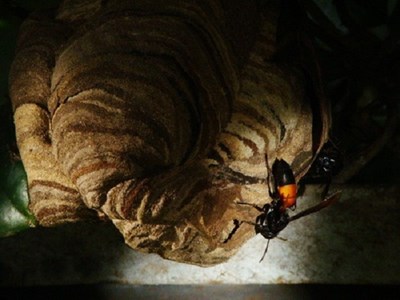 Nghệ An: Đàn ong dữ tấn công nhiều người dân bị thương, 1 người tử vong