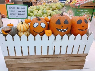 Phát cuồng với bí ngô Halloween khổng lồ lần đầu được trồng ngay tại Việt Nam