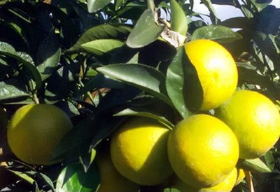 Quảng bá nông sản Việt trên các chuyến bay quốc tế