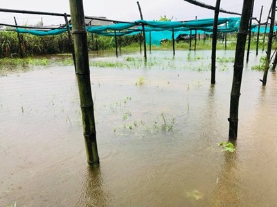 Quảng Nam: Mưa lớn dai dẳng, nông dân nguy cơ mất trắng vụ rau, quả, hoa Tết
