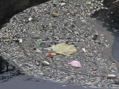 Nghệ An: Cá chết bốc mùi hôi ở kênh Hào Thành Cổ Vinh