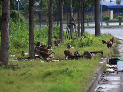 Khuyến cáo du khách không nên cho khỉ ăn trên bán đảo Sơn Trà