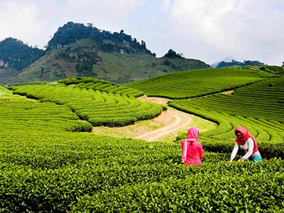 Quy hoạch chung xây dựng Khu du lịch quốc gia Mộc Châu