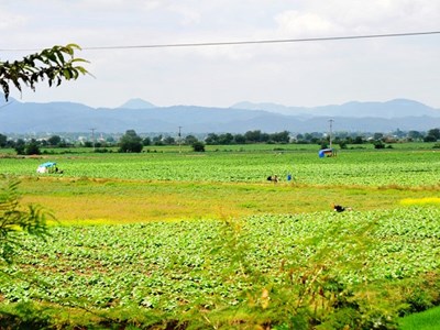 Gia Lai:  Nỗ lực chống hạn, cứu cây trồng