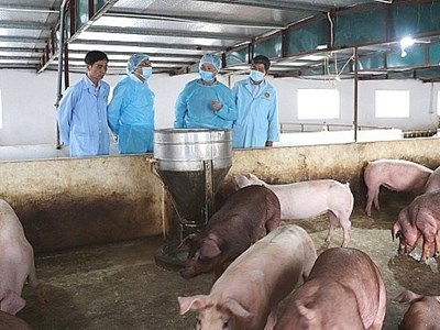 Hà Nội: Tiêu hủy 172 con lợn bị dịch tả lợn châu Phi