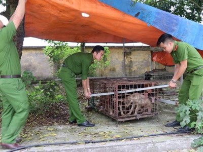 Khẩn trương chấn chỉnh việc nuôi chó thả rông không đúng quy định