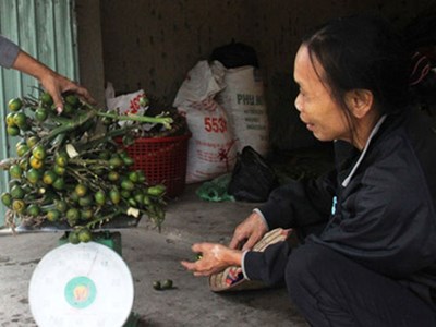 Bất thường người dân gom cau non bán cho thương lái
