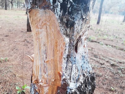 Rừng thông cổ thụ bị bức hại