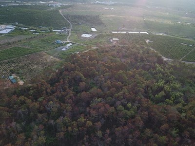 Lâm đồng​​​​​​​: Hàng ngàn cây thông chết đứng vì bị tiêm thuốc độc