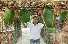 Làng trồng bí đao khổng lồ chuyển hướng làm du lịch cộng đồng