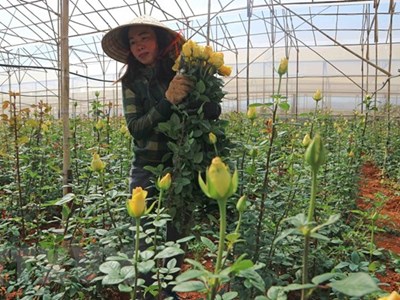 Muôn sắc hoa hồng tỏa hương, níu chân du khách tại Đà Lạt