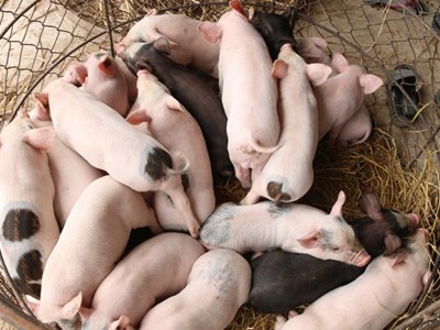 Quảng Nam: Dịch tả lợn châu Phi lan lên miền núi