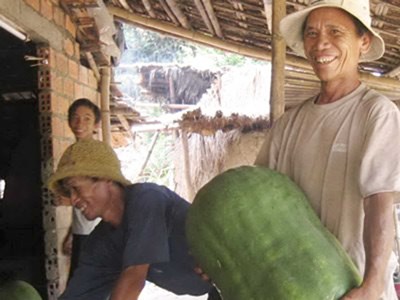 Về Bình Định xem làng bí đao “khổng lồ”