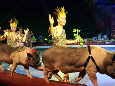 Khi lợn, đà điểu, vẹt... diễn xiếc thay động vật hoang dã