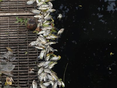 Làm sạch sông Tô Lịch​​​​​​​: Phải chặn nguồn nước xả thải trực tiếp