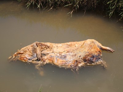 Quảng Nam: Người dân lén lút vứt xác lợn chết xuống kênh thủy lợi gây ô nhiễm