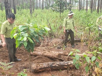 Lâm Đồng: Bắt quả tang 4 đối tượng phá rừng chiếm đất ở Lâm Hà
