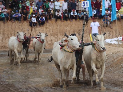 Sôi động hội đua bò Bảy Núi An Giang