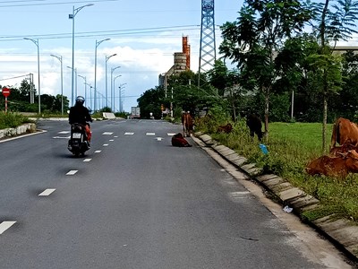 Trâu bò thả rông nhiều nơi ở Đà Nẵng: Nhiều phường... "bó tay”