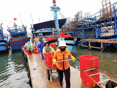 Ngư dân Quảng Nam đón “lộc biển” đầu năm từ Hoàng Sa