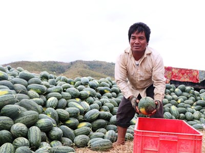 Ninh Thuận “giải cứu” dưa hấu rớt giá