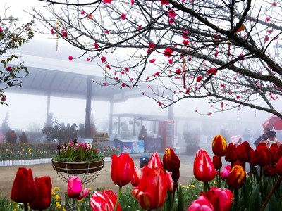 Đón xuân khác lạ giữa non ngàn Tây Bắc