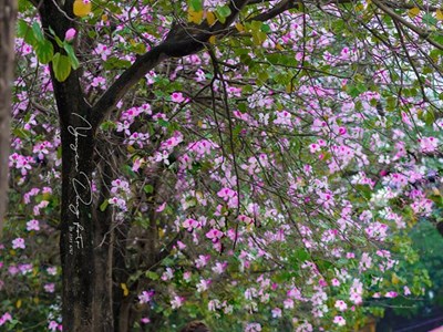 "Áo dài - di sản văn hóa Việt Nam"