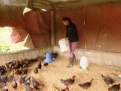 Triển khai giải pháp phòng, chống dịch bệnh gia súc, gia cầm