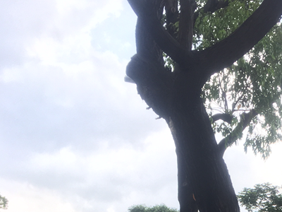 Mua bảo hiểm xe mô tô-xe máy: Coi chừng tiền mất mà còn bị... phạt oan