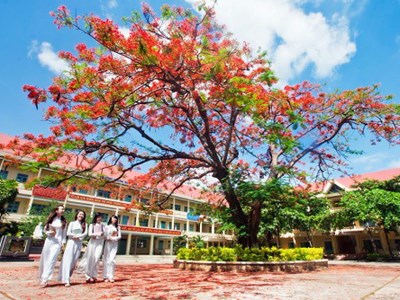 Có nên trồng phượng trong sân trường?